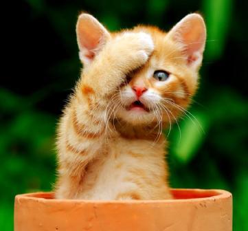 chat chat